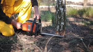 How Our Tree Care Process Works  in  North Logan, UT