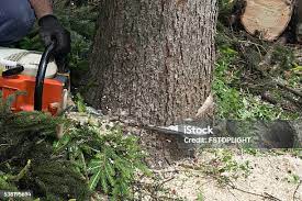 Best Commercial Tree Services  in North Logan, UT