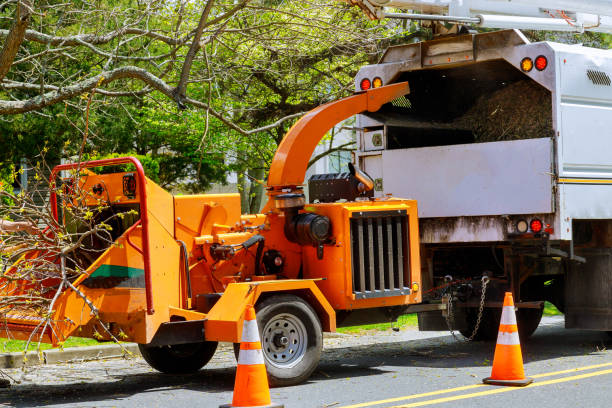 Tree and Shrub Care in North Logan, UT